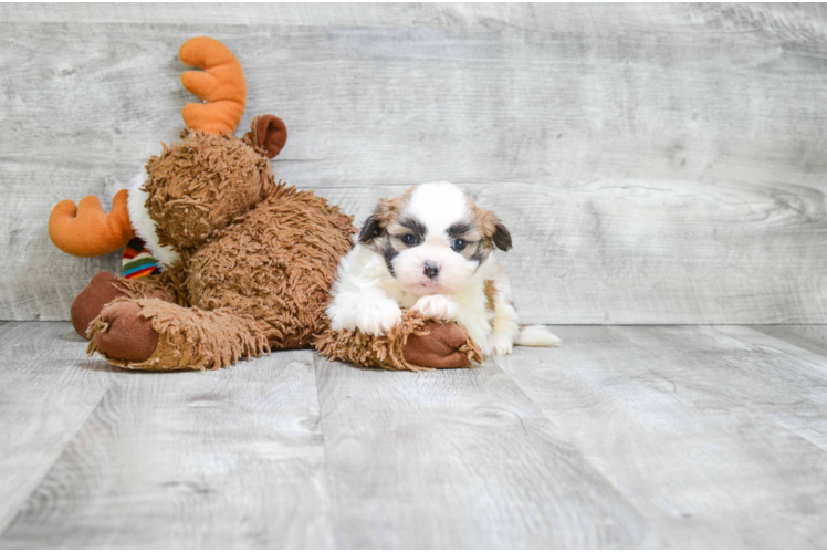 Teddy Bear Pup Being Cute