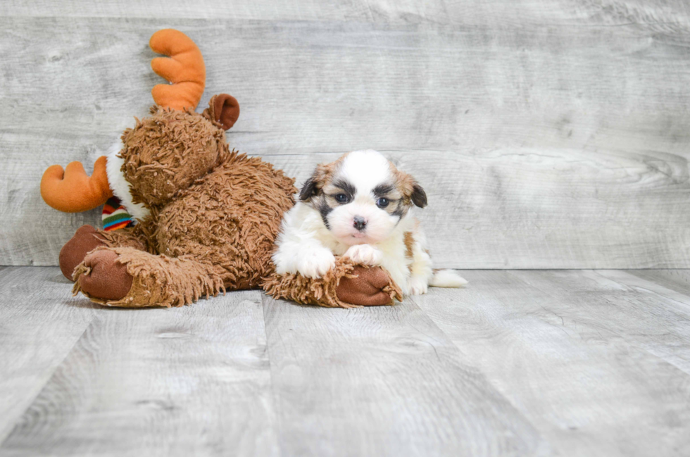 Teddy Bear Pup Being Cute