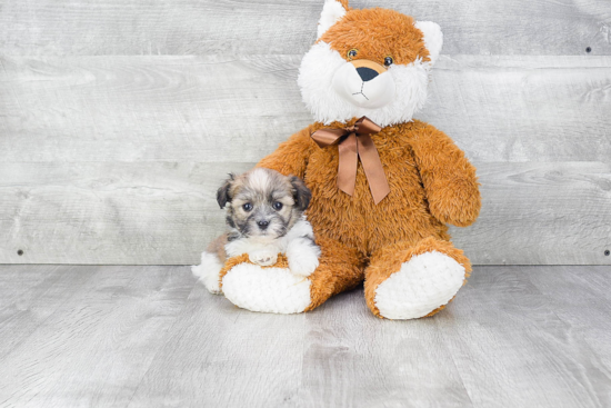 Friendly Havanese Purebred Pup