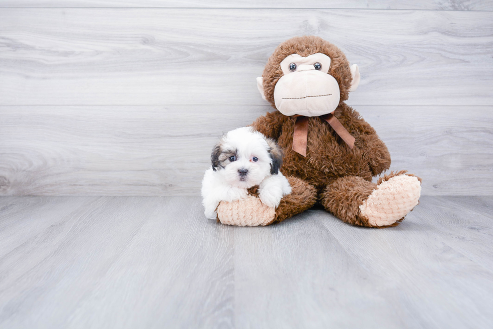 Playful Shit Designer Puppy