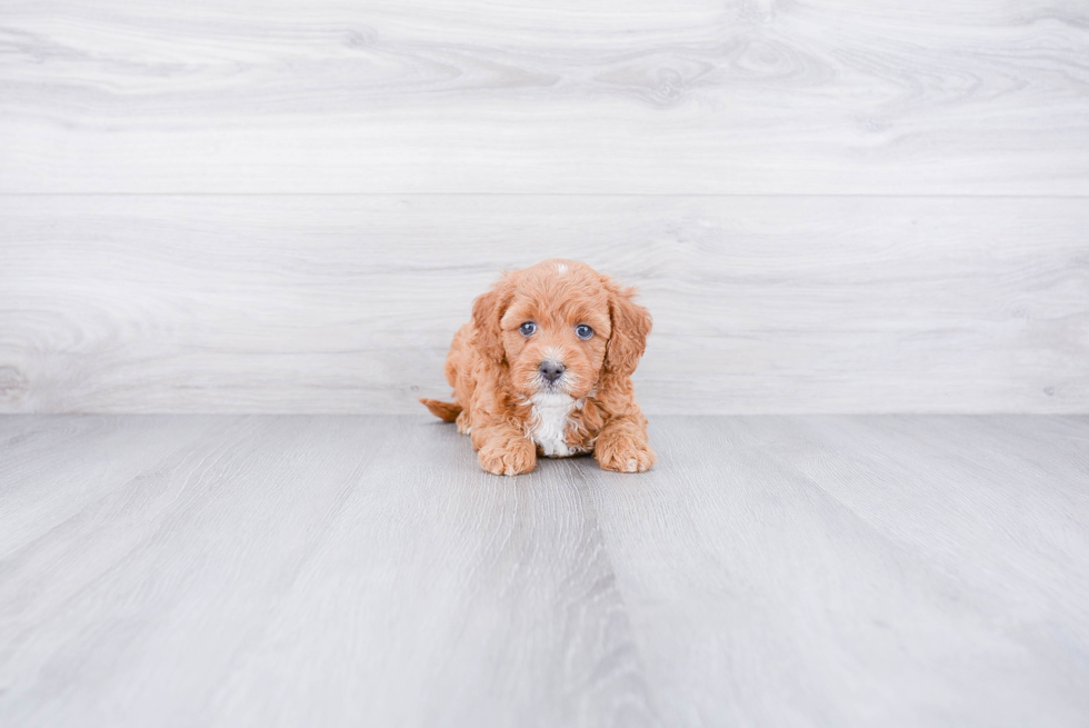 Best Mini Goldendoodle Baby