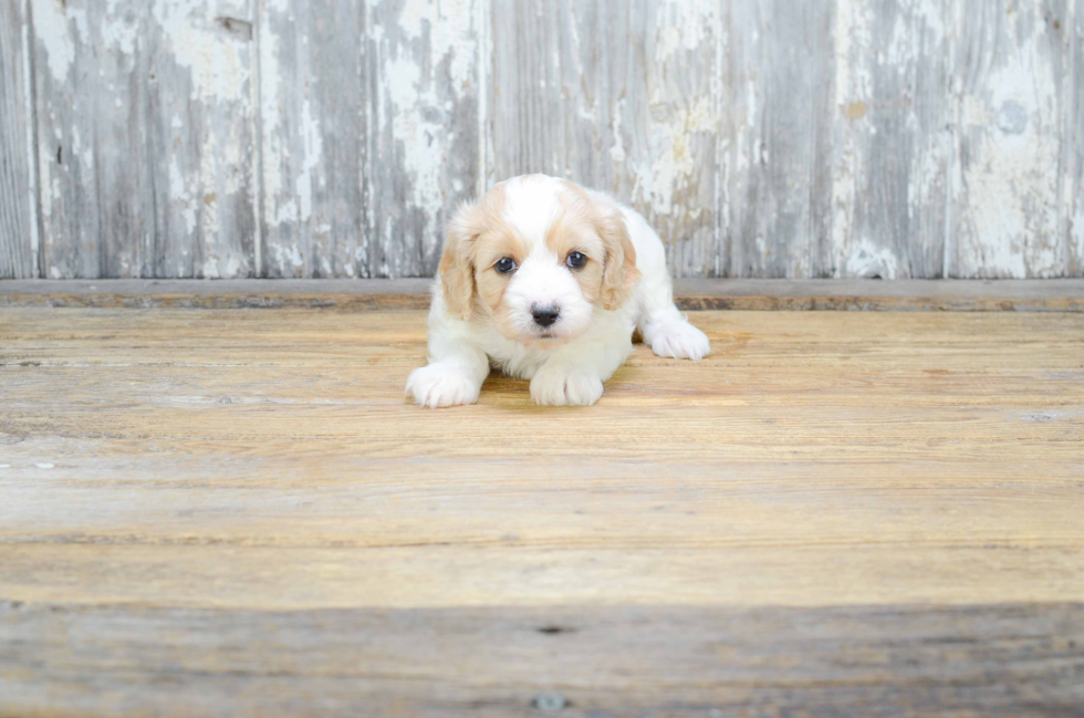 Cavapoo Pup Being Cute