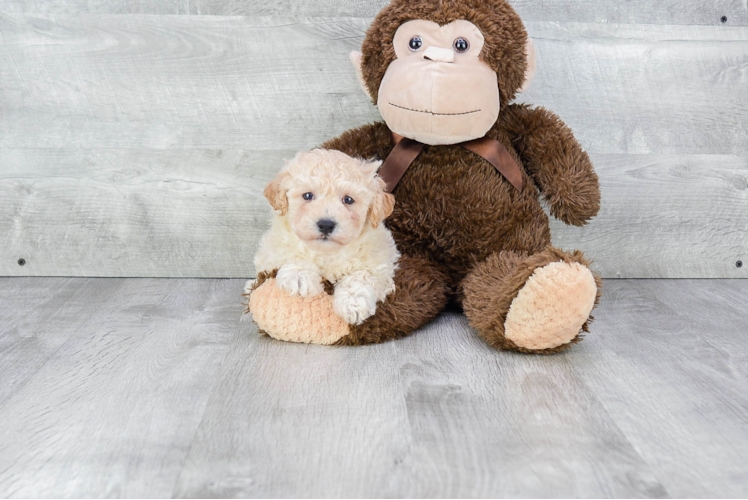 Maltipoo Pup Being Cute