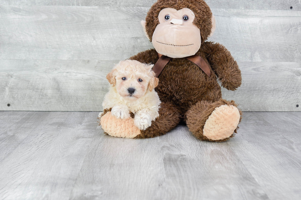 Maltipoo Pup Being Cute