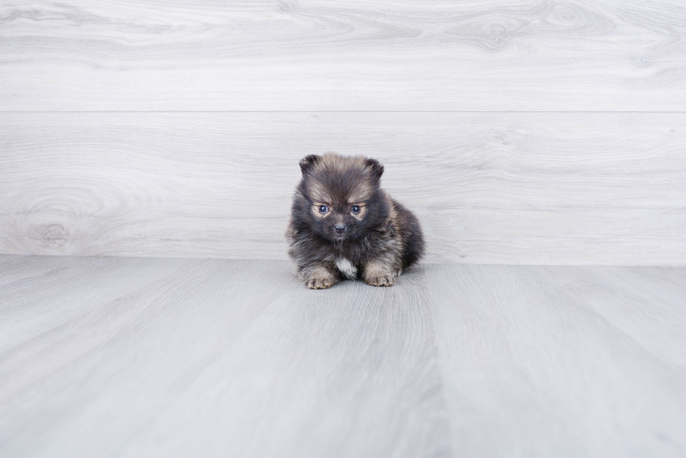 Akc Registered Pomeranian Baby