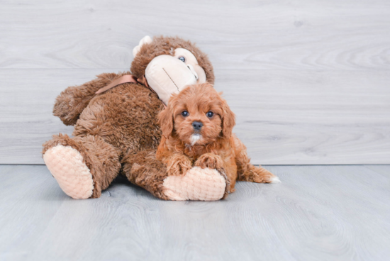 Cavapoo Puppy for Adoption