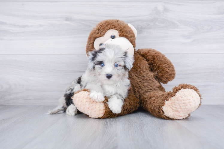 Best Mini Aussiedoodle Baby