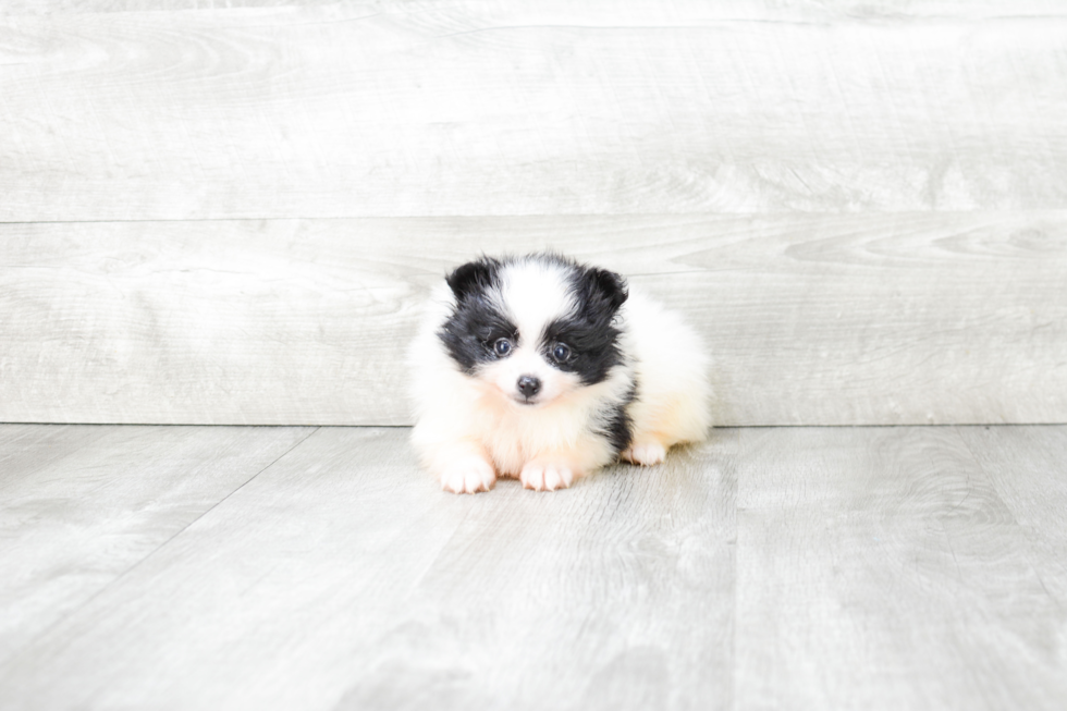 Sweet Pomeranian Purebred Puppy