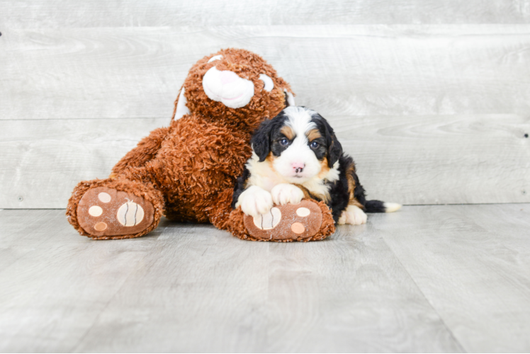 Energetic Bernadoodle Poodle Mix Puppy