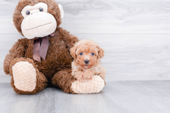 Smart Havanese Purebred Puppy