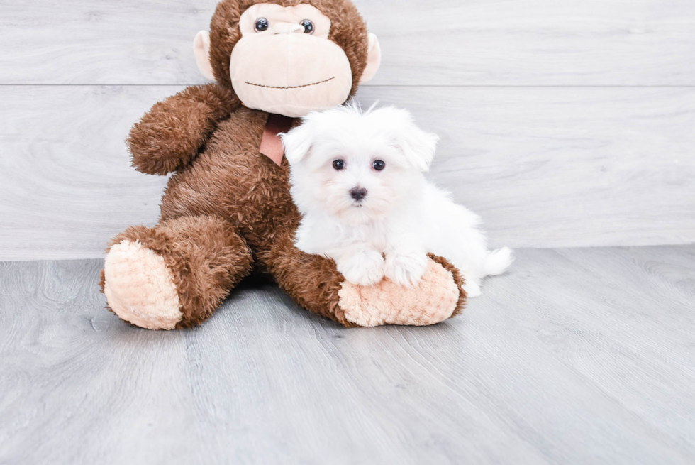 Maltese Pup Being Cute