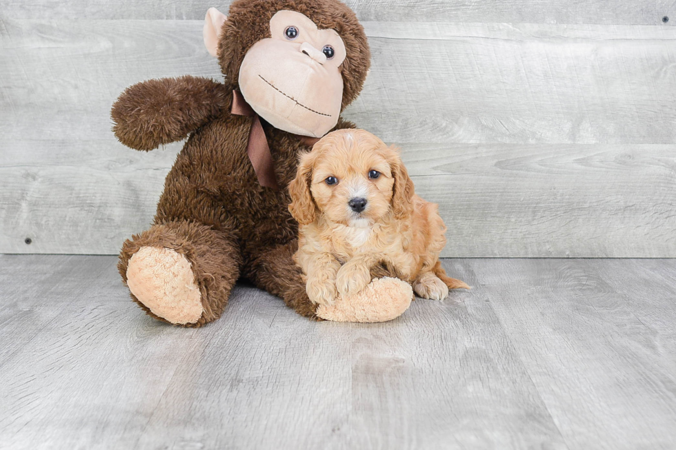 Playful Cavoodle Poodle Mix Puppy