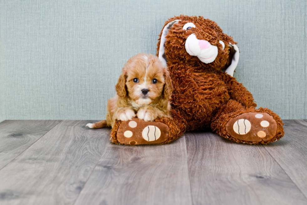 Best Cavapoo Baby