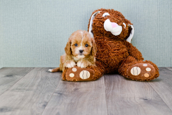 Best Cavapoo Baby