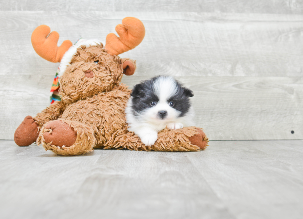 Pomeranian Pup Being Cute