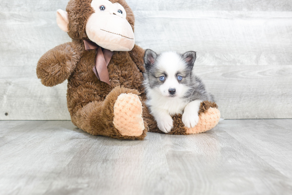 Pomsky Pup Being Cute