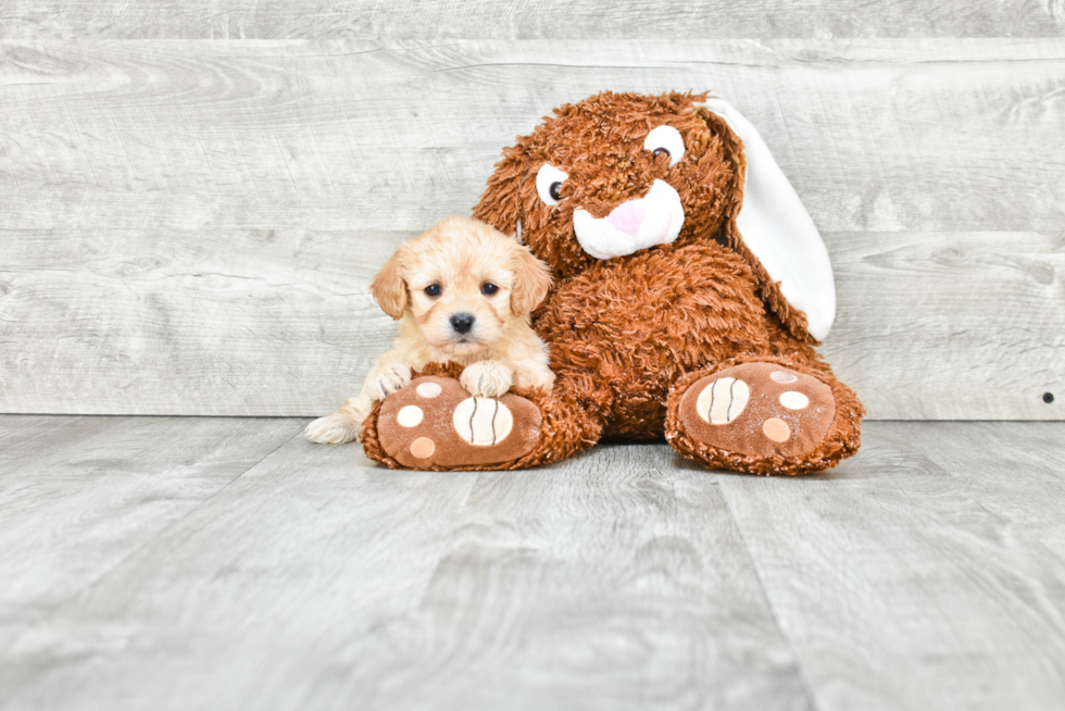 Small Cavachon Baby