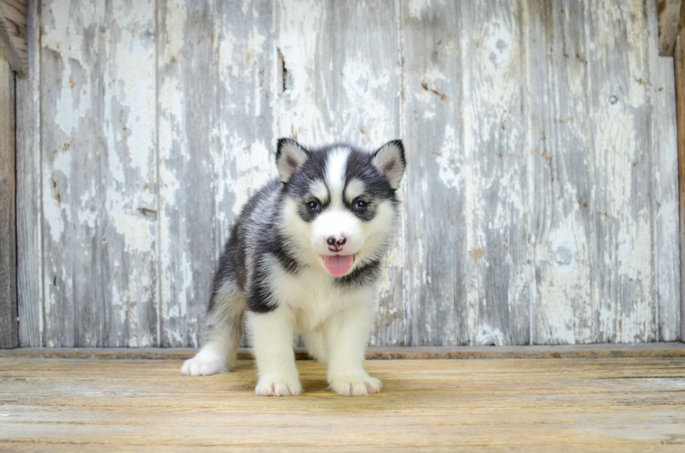 Fluffy Pomsky Designer Pup