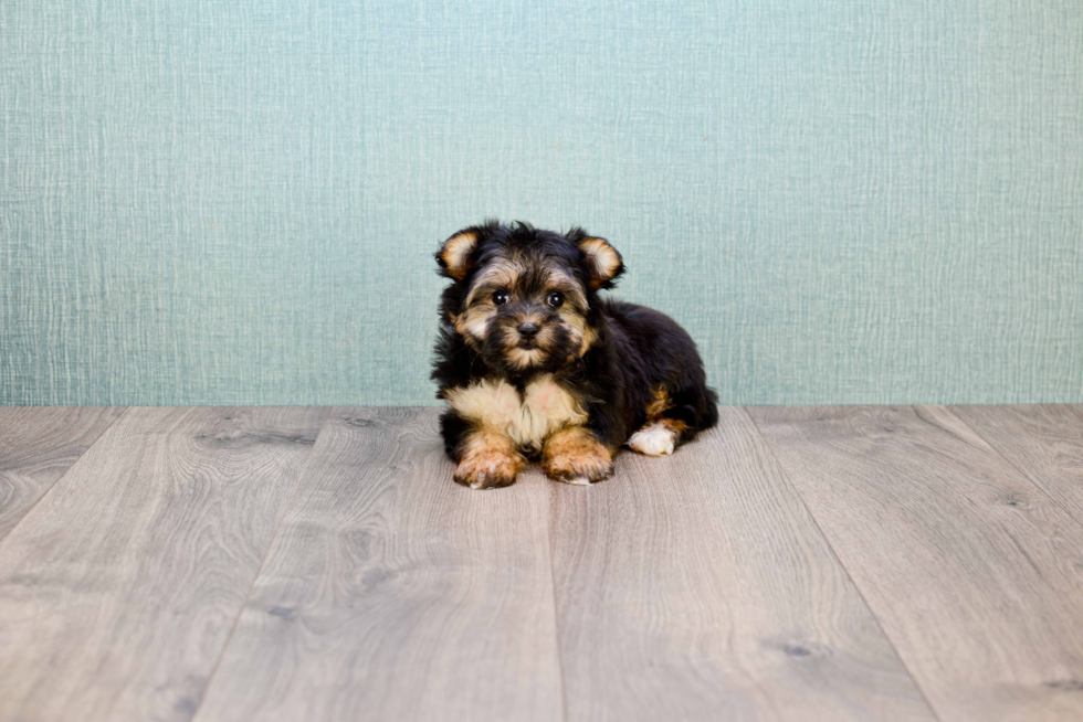 Morkie Puppy for Adoption