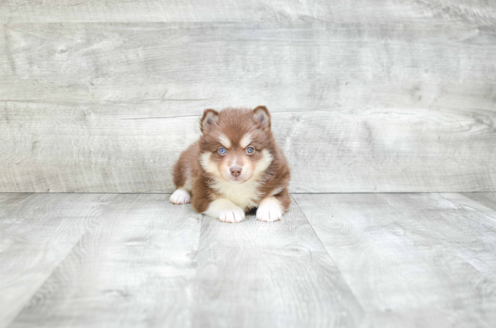 Pomsky Puppy for Adoption