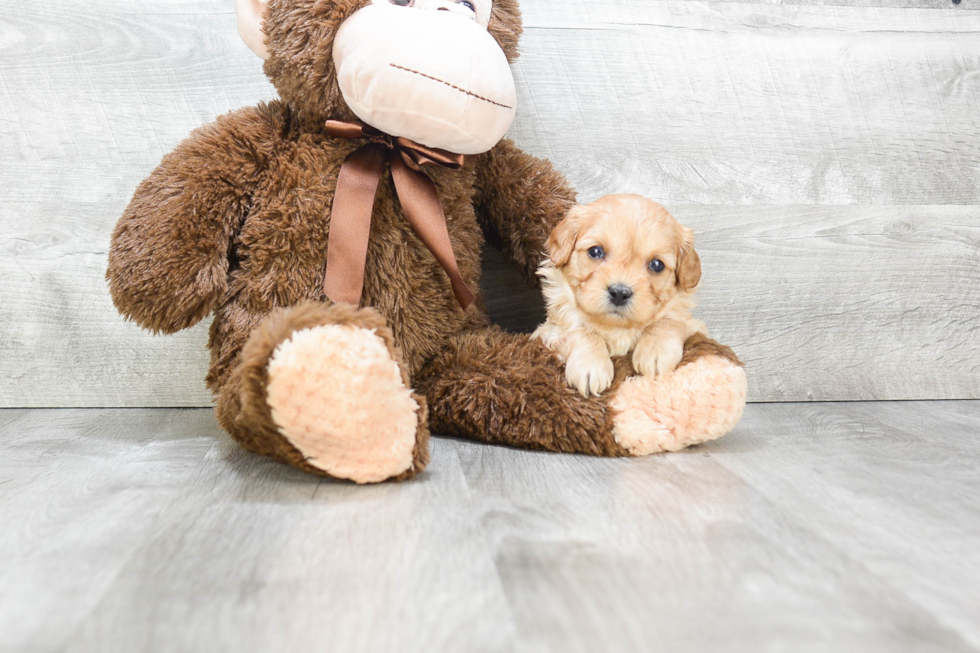 Petite Cavapoo Poodle Mix Pup
