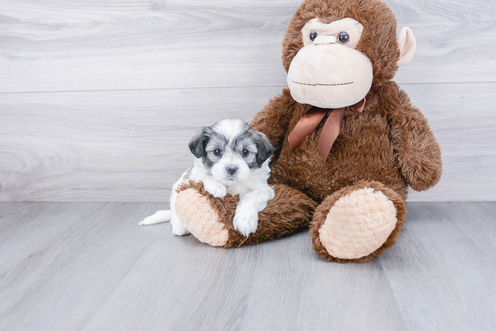 Adorable Maltese Poodle Poodle Mix Puppy