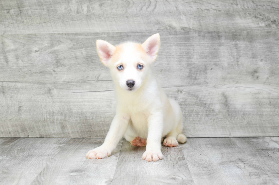 Best Pomsky Baby