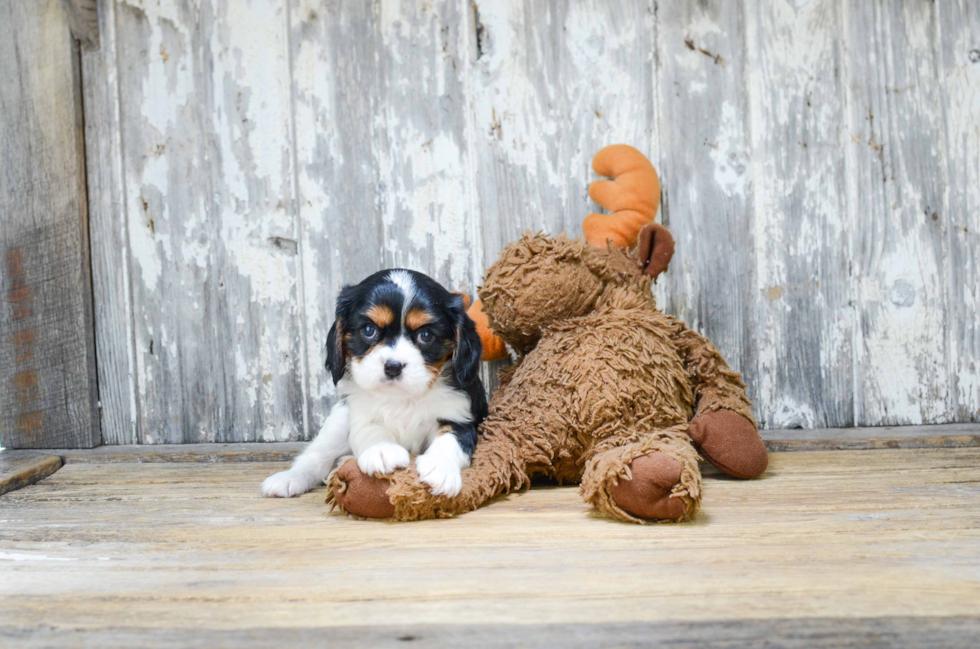 Funny Cavalier King Charles Spaniel Baby