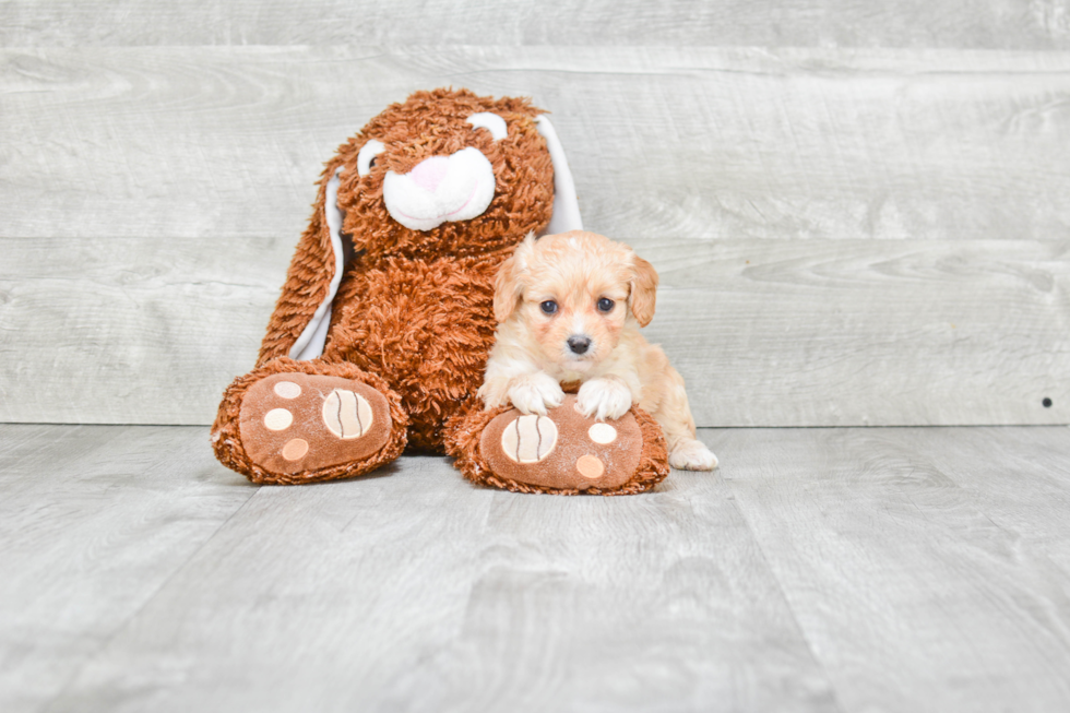 Best Cavapoo Baby