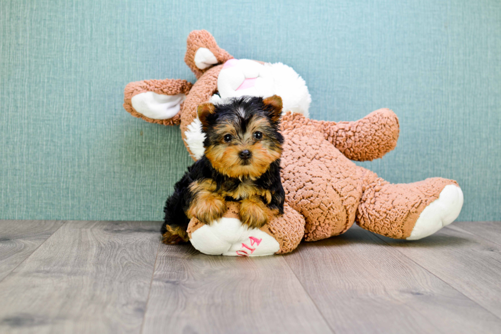 Meet Avery - our Yorkshire Terrier Puppy Photo 