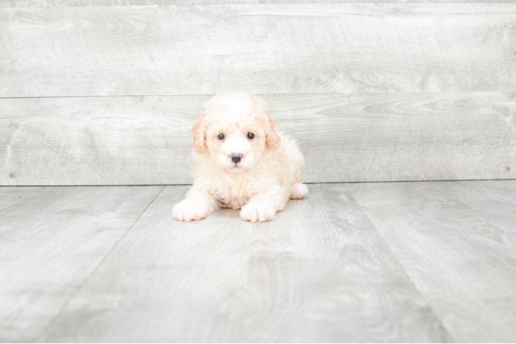 Hypoallergenic Maltepoo Poodle Mix Puppy