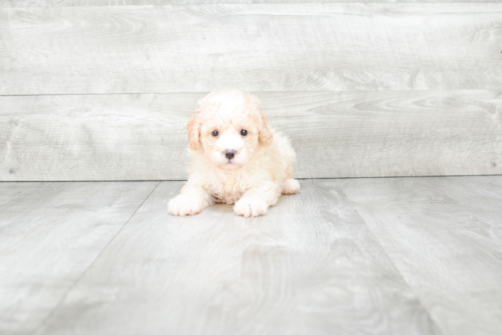 Hypoallergenic Maltepoo Poodle Mix Puppy