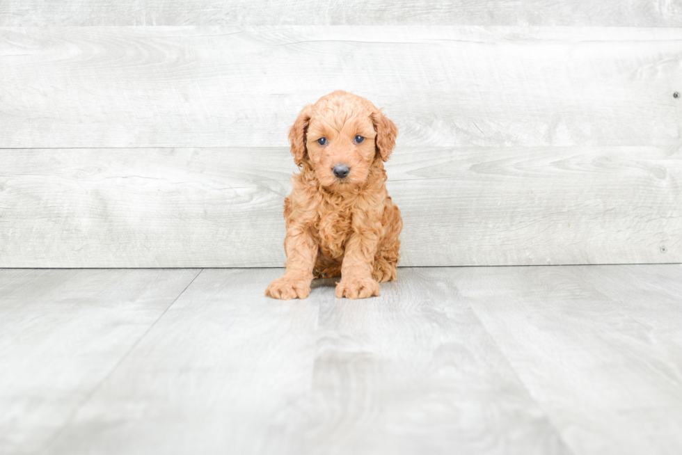 Smart Mini Goldendoodle Poodle Mix Pup