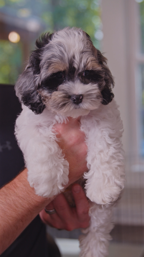 Premier Pups Meet the Cavapoo — one of the most loved designer breeds at Premier Pups in Ohio! Trending Video