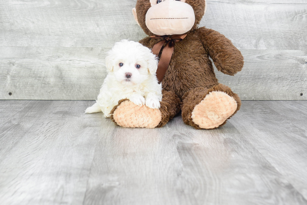 Small Maltipoo Baby