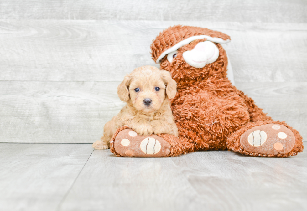 Playful Cavoodle Poodle Mix Puppy