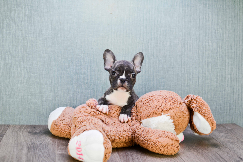 French Bulldog Pup Being Cute