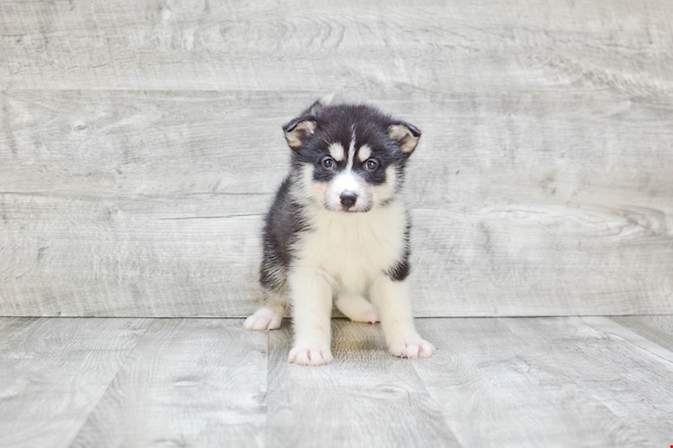 Friendly Pomsky Baby