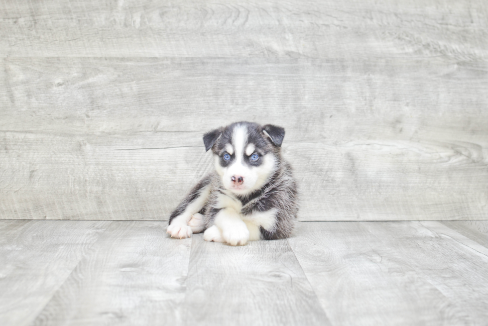 Hypoallergenic Mini Husky Designer Puppy