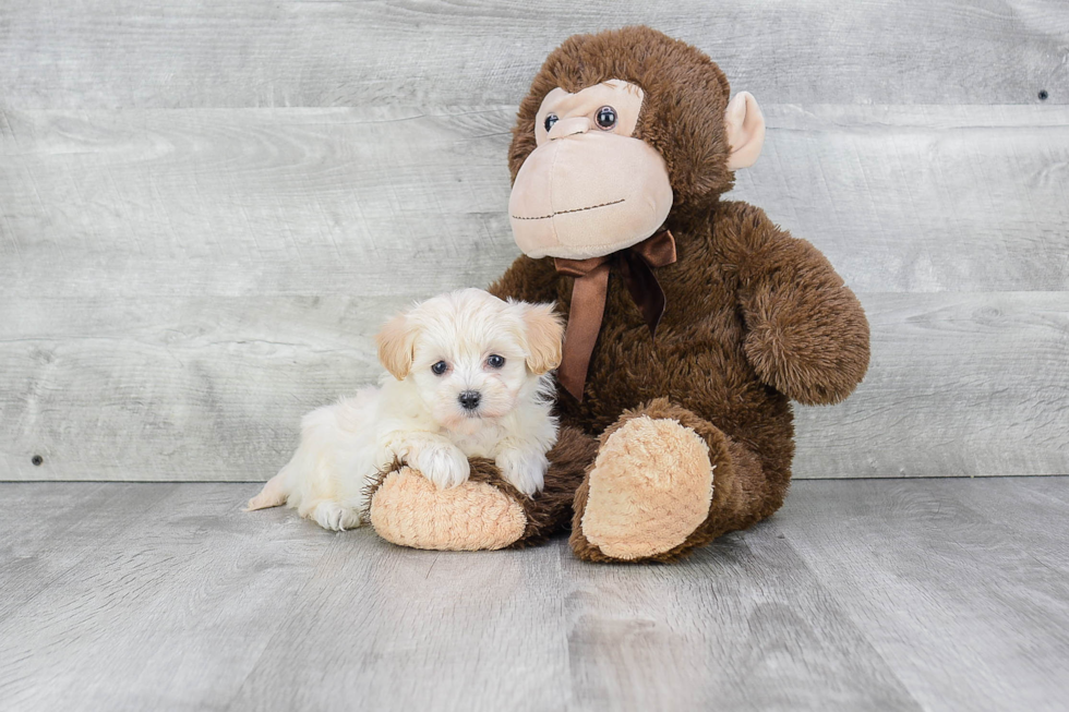 Little Maltepoo Poodle Mix Puppy