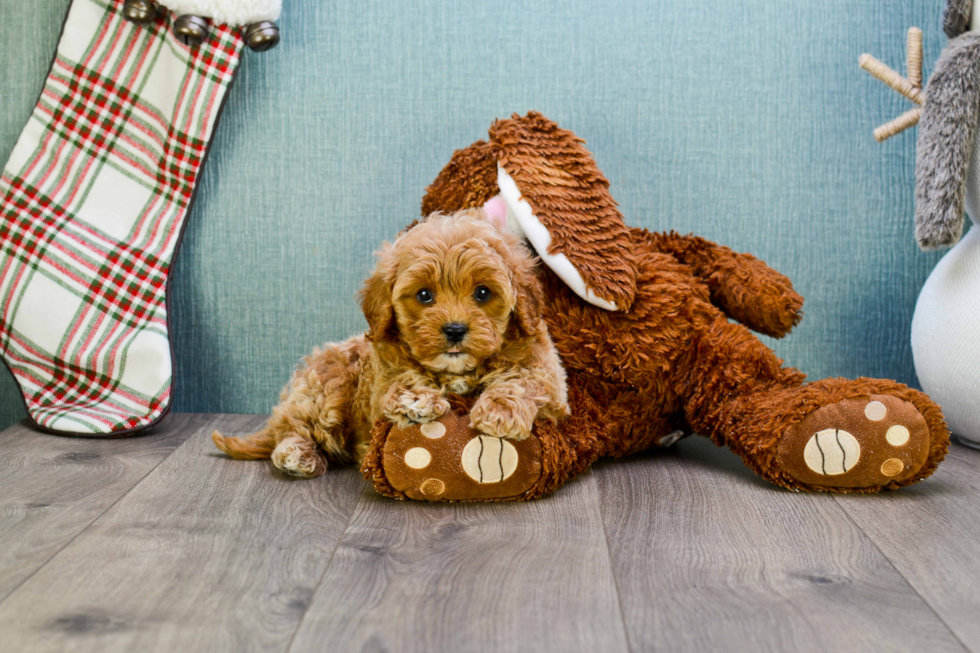 Little Cavoodle Poodle Mix Puppy