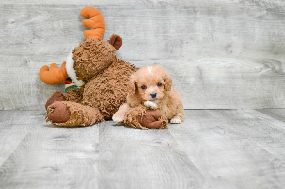 Friendly Cavapoo Baby