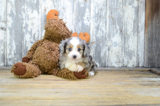 Popular Mini Aussiedoodle Poodle Mix Pup