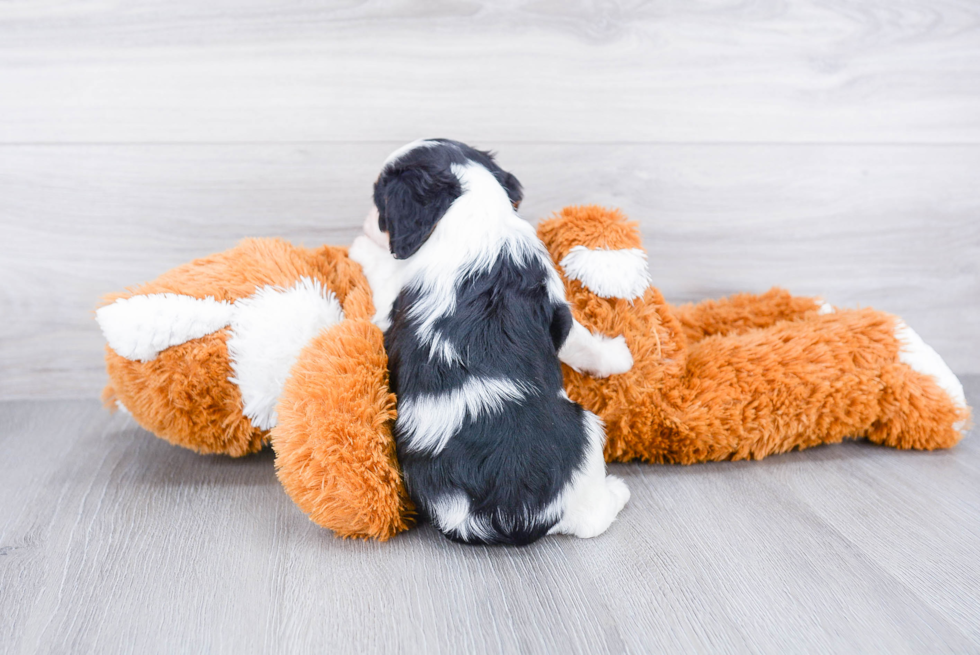 Small Cavalier King Charles Spaniel Purebred Pup