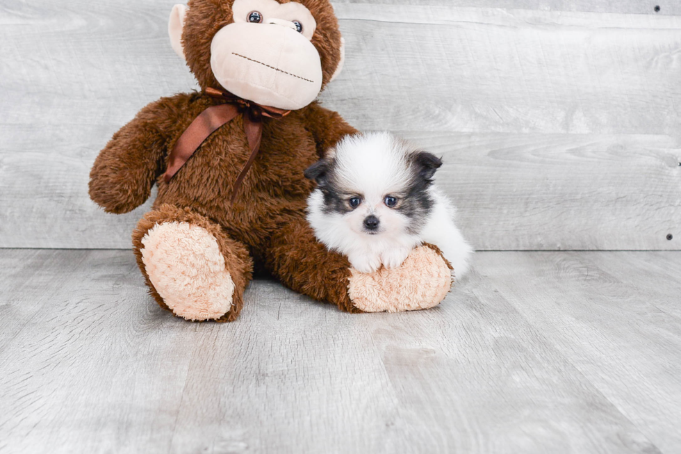 Best Pomeranian Baby