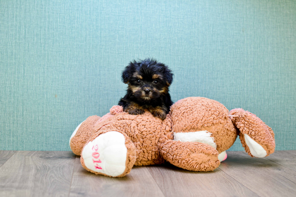 Meet Sasha - our Morkie Puppy Photo 