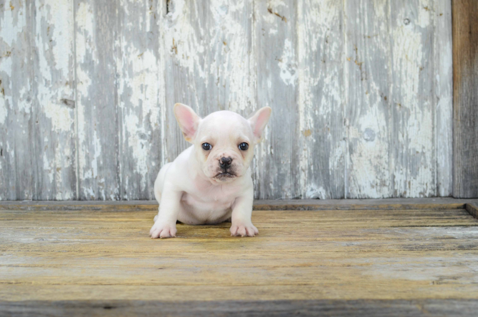 French Bulldog Puppy for Adoption