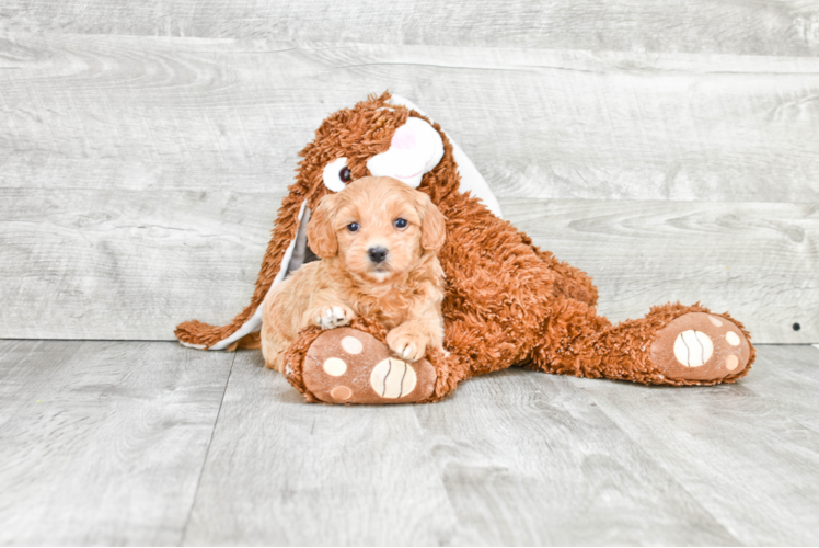 Mini Goldendoodle Pup Being Cute