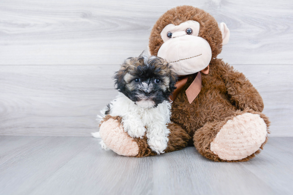 Happy Havanese Purebred Puppy