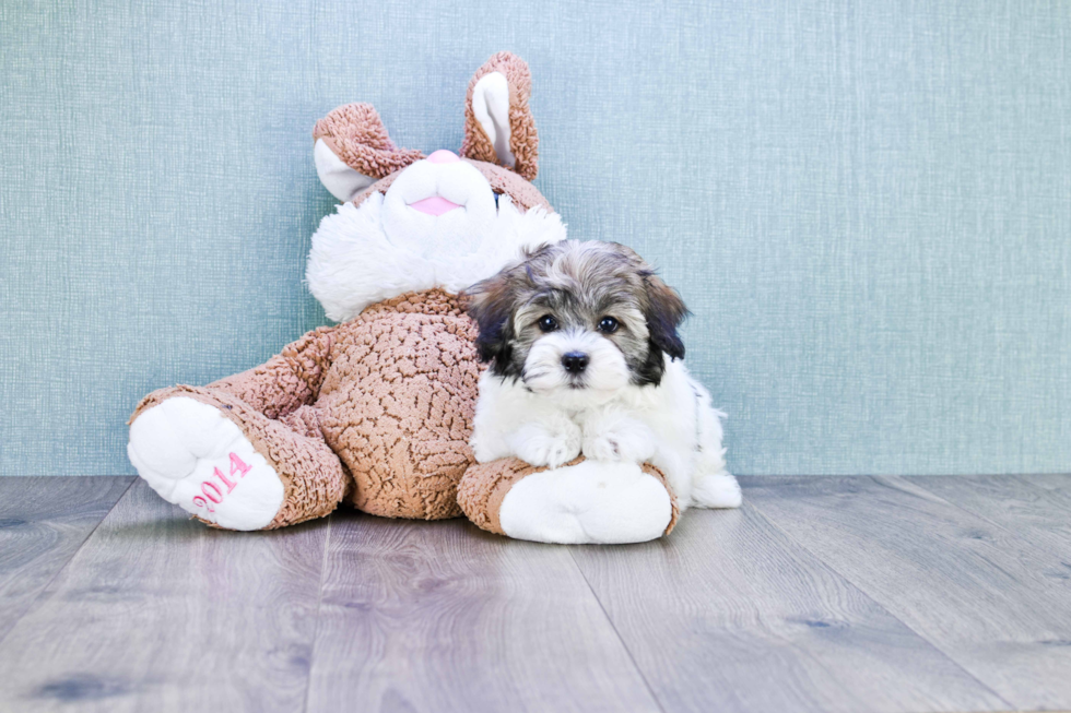 Funny Havanese Baby